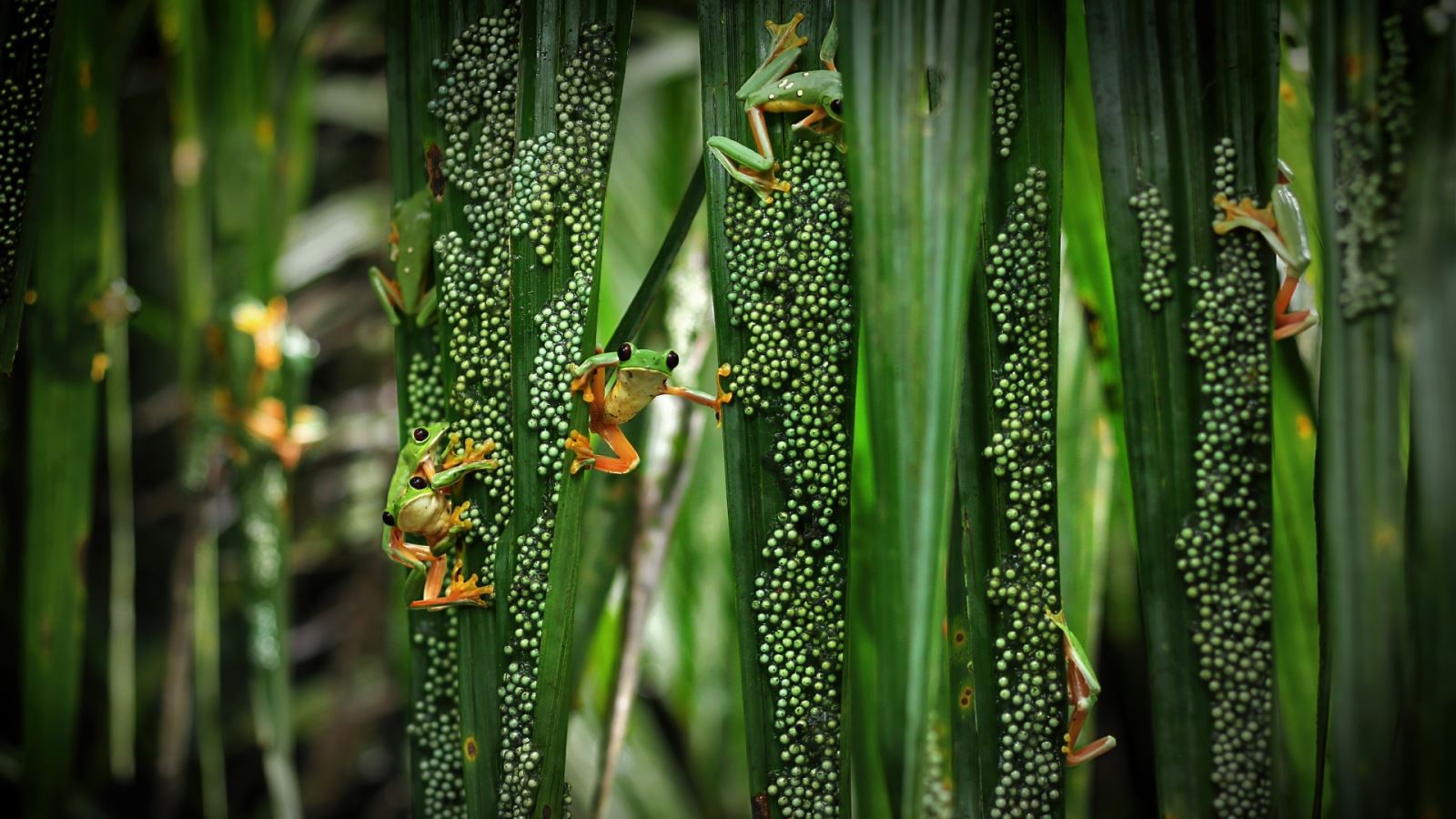 Wildlife Photographer of the Year credit Brandon Güell